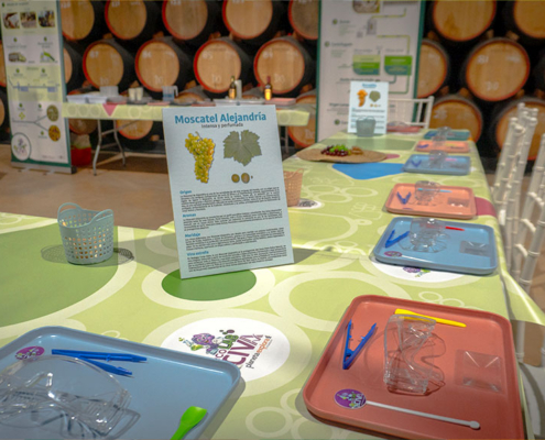 Mesa del taller educativo entre barricas de vino en la Bodega Carpe Diem, con la ficha de la uva Moscatel de Alejandría